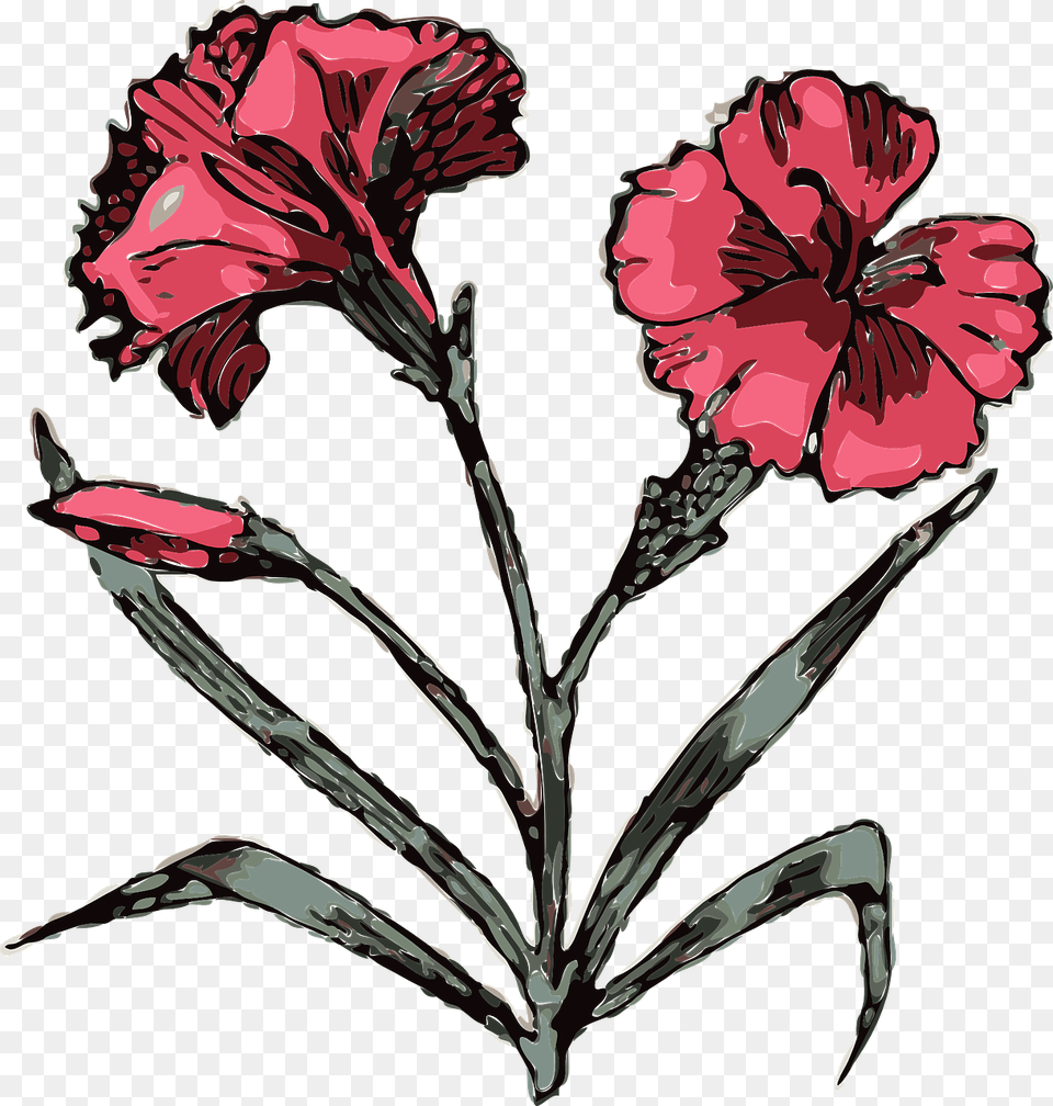 Angiosperms Clipart, Carnation, Flower, Plant, Person Png Image