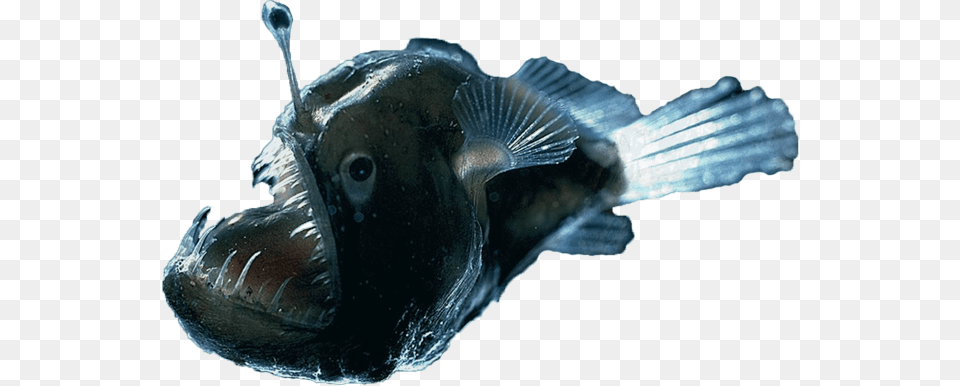 Angler Fish, Aquatic, Water, Animal, Sea Life Png