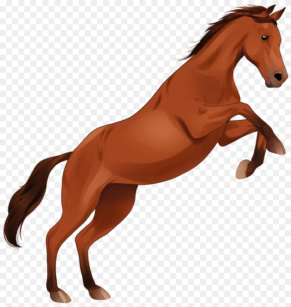 Anglo Arabian Horse Clipart, Animal, Colt Horse, Mammal Png Image
