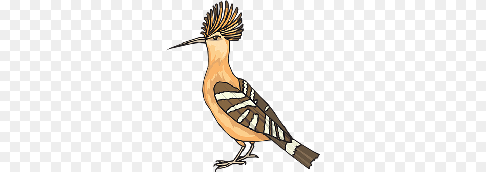 Angry Animal, Beak, Bird, Jay Free Png