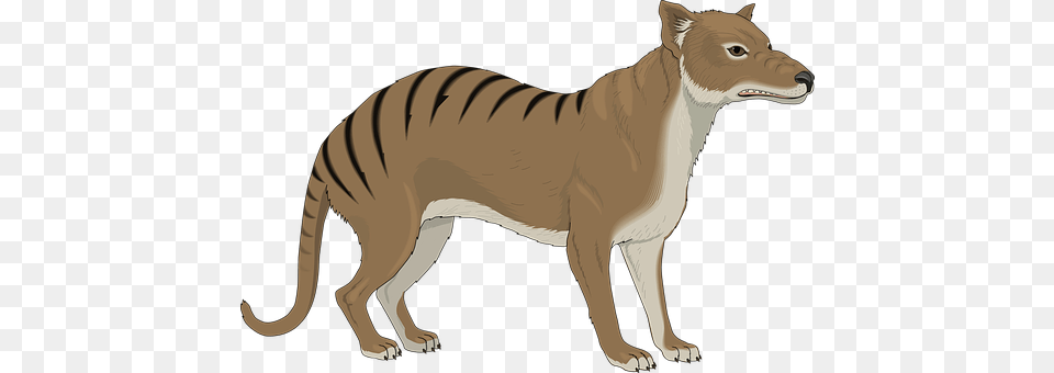 Angry Animal, Canine, Dog, Mammal Free Transparent Png