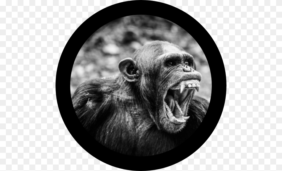 Angry Ape, Animal, Mammal, Wildlife, Monkey Png Image