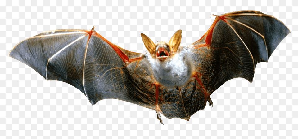 Angry Bat Flying, Animal, Mammal, Wildlife, Insect Free Png