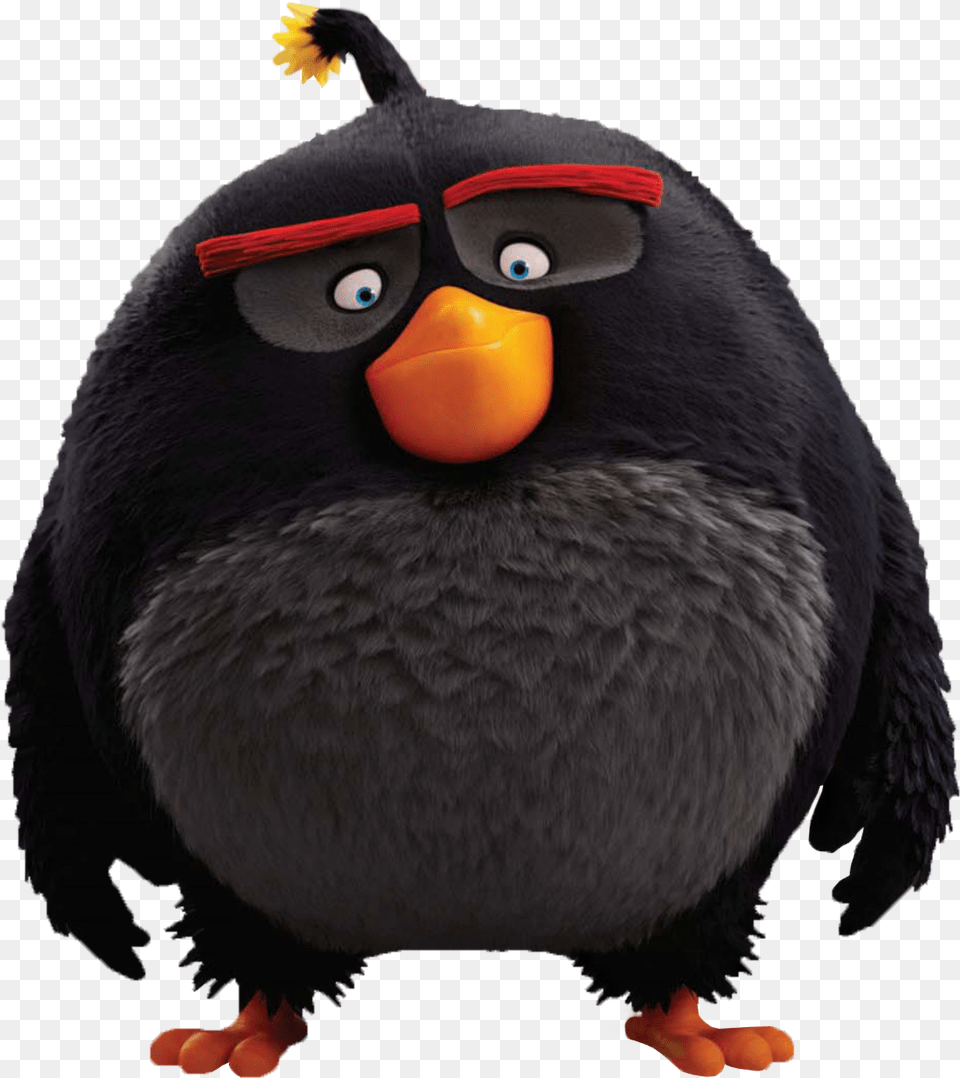 Angry Birds Movie Characters, Animal, Beak, Bird, Blackbird Free Png