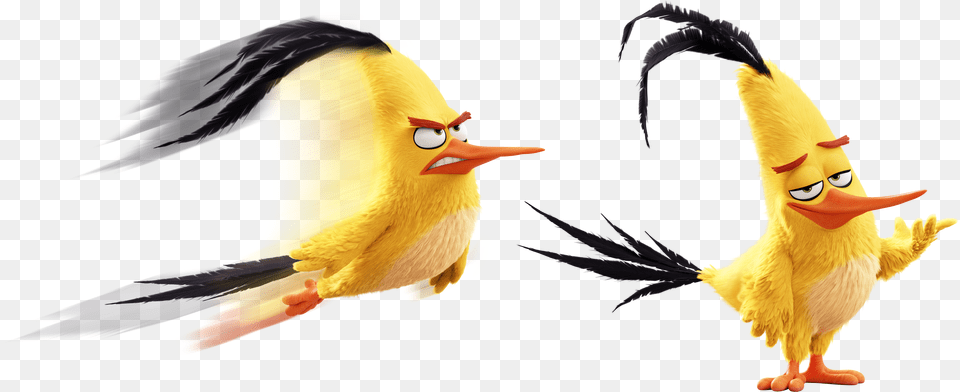 Angry Birds Wiki Yellow Angry Birds Characters Free Png