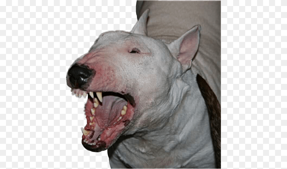 Angry Bullterrier Breed Dog Pet Animal Mansbestfriend, Mammal, Pig, Canine, White Dog Free Transparent Png