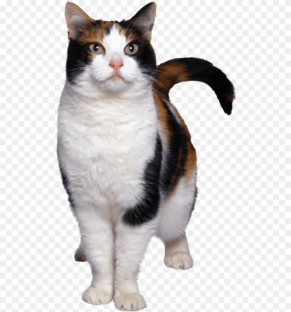 Angry Cat Cat Hd, Animal, Mammal, Manx, Pet Png Image