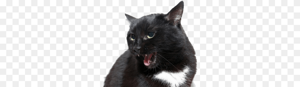 Angry Cat Download Image Angry Cat, Animal, Mammal, Pet, Black Cat Png