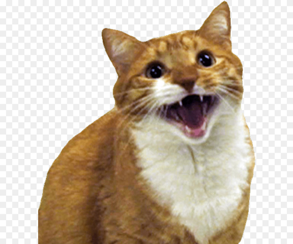 Angry Cat Image Cats Are Ass Holes, Animal, Mammal, Pet, Abyssinian Free Transparent Png