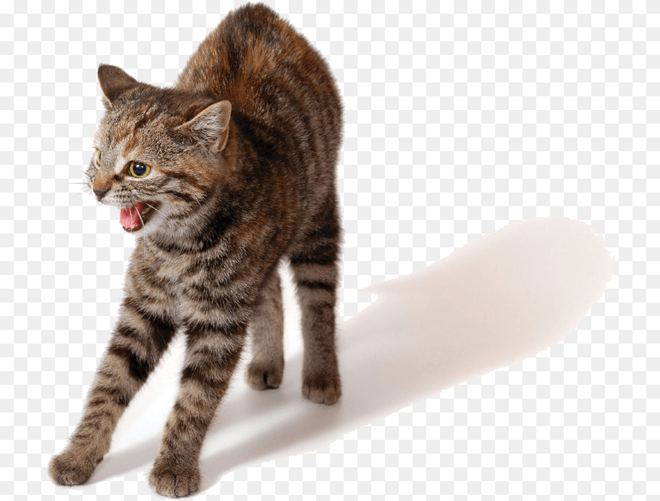 Angry Cat Photo Arts Cat Angry, Animal, Mammal, Manx, Pet Png