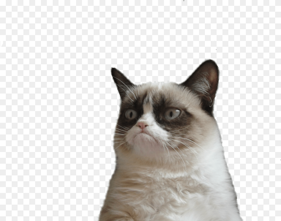 Angry Cat Picture Grumpy Cat Background, Animal, Mammal, Pet, Siamese Free Transparent Png