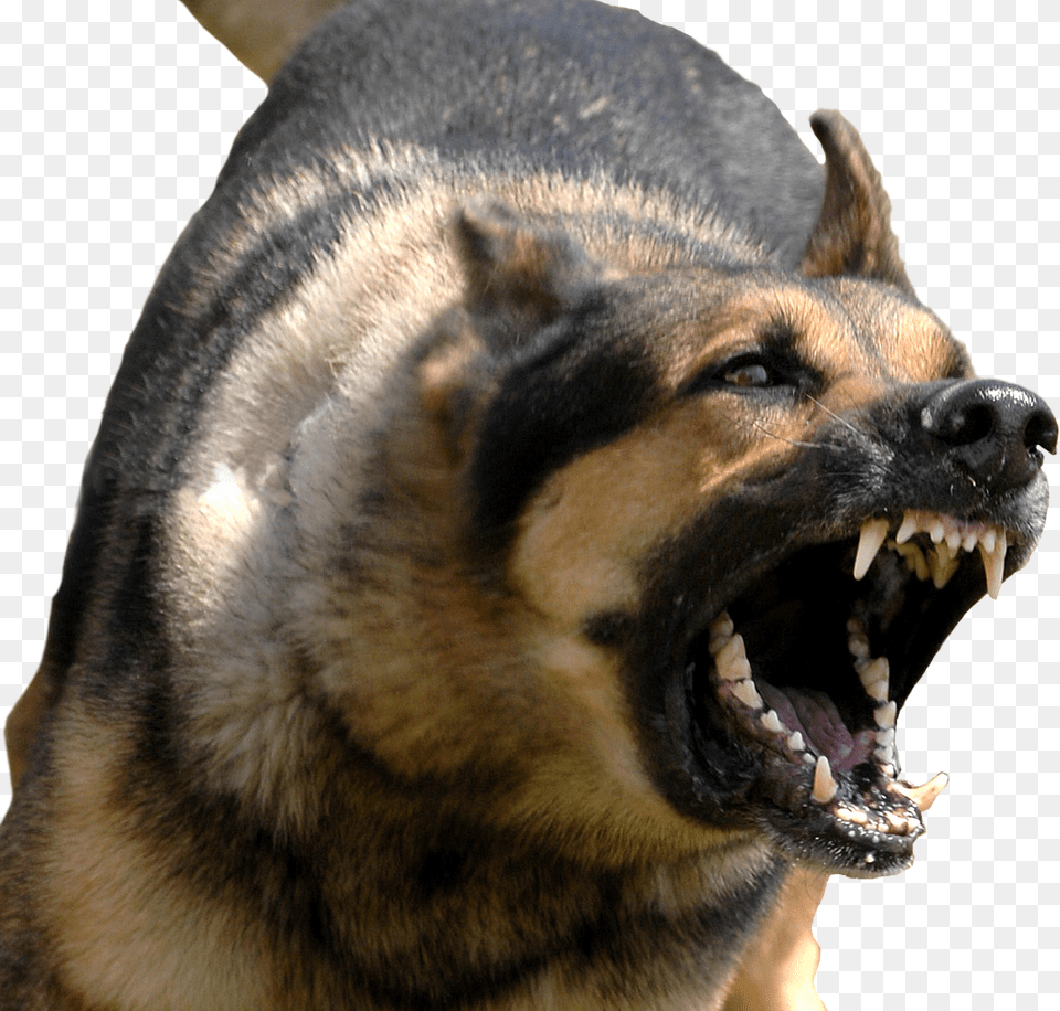 Angry Dog Animal, Canine, German Shepherd, Mammal Free Transparent Png