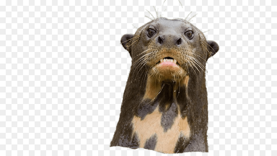 Angry Giant River Otter, Animal, Lion, Mammal, Wildlife Free Transparent Png