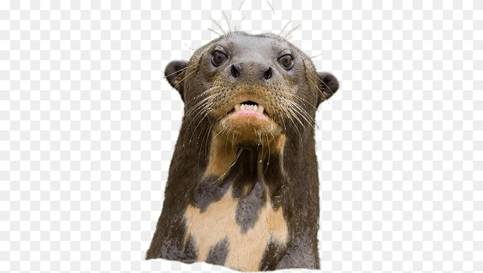 Angry Giant River Otter River Otter, Animal, Lion, Mammal, Wildlife Png