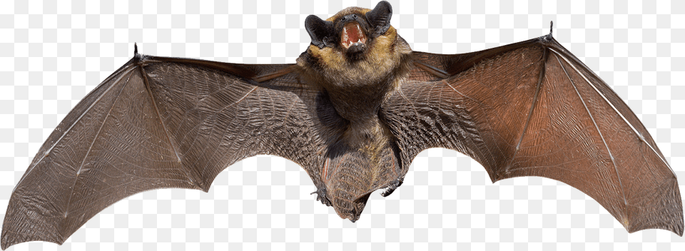 Angry Grey Bat, Animal, Mammal, Wildlife Free Png
