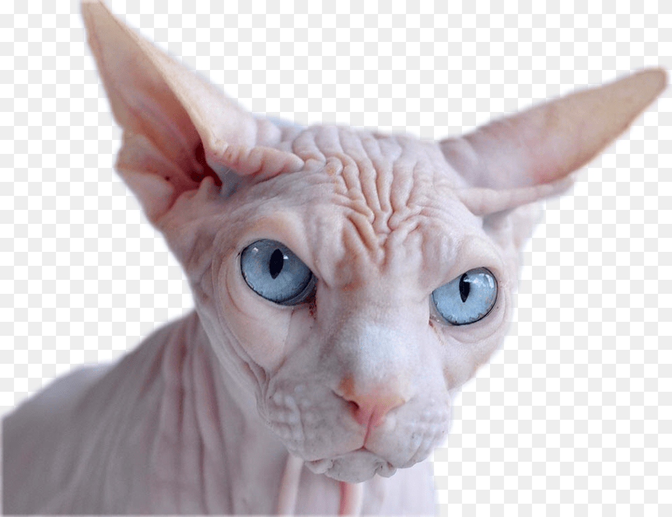 Angry Hairless Cat Sticker Cat With Just Skin, Animal, Mammal, Pet, Angora Png Image