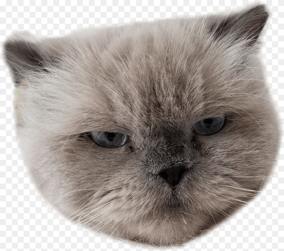 Angry Himalayan, Snout, Animal, Cat, Mammal Png Image