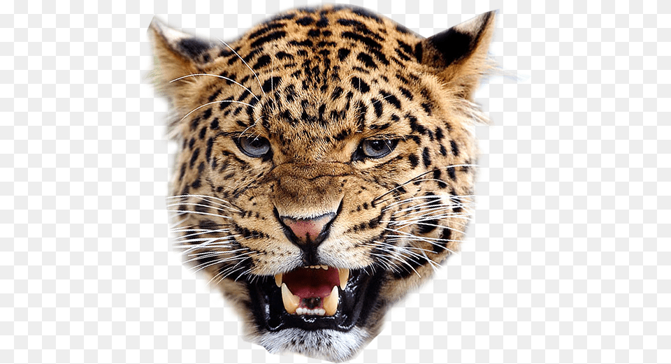Angry Leopard Transparent Background Free Images Cheetah Face Transparent Background, Animal, Mammal, Panther, Wildlife Png Image