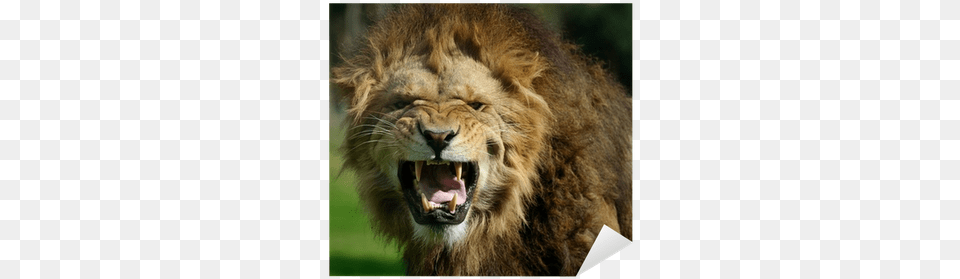 Angry Lion, Animal, Mammal, Wildlife Free Png Download