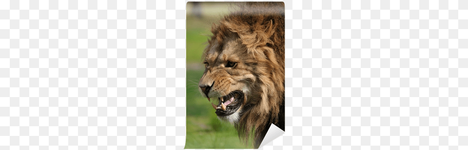 Angry Lion, Animal, Mammal, Wildlife Free Png Download