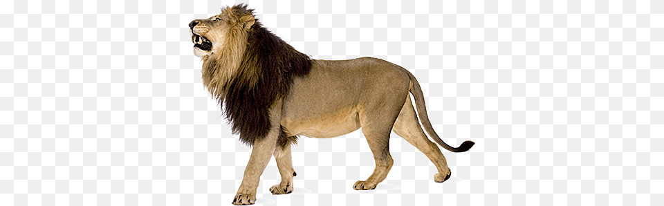 Angry Lion Images Download Lion With White Background, Animal, Mammal, Wildlife Png Image