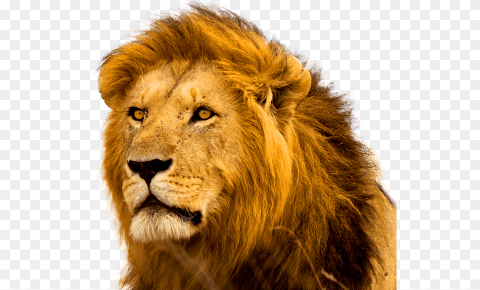 Angry Lion Pic 3d, Animal, Mammal, Wildlife Free Transparent Png