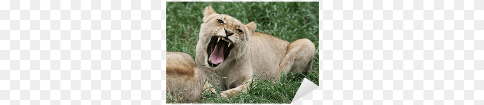 Angry Lioness With Open Mouth Baring Her Fangs Sticker Angry Lioness, Animal, Lion, Mammal, Wildlife Free Png Download