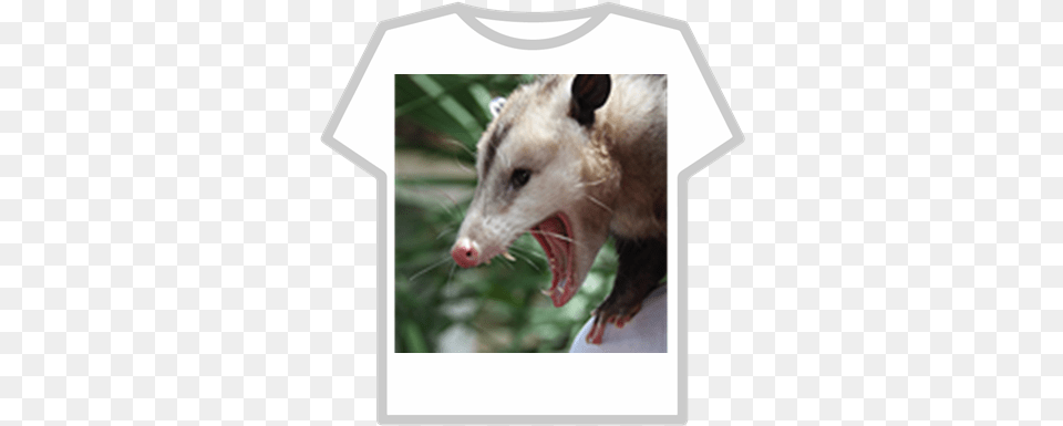 Angry Opossum Roblox Green Roblox Hoodie T Shirt, Animal, Mammal, Wildlife, Possum Free Transparent Png