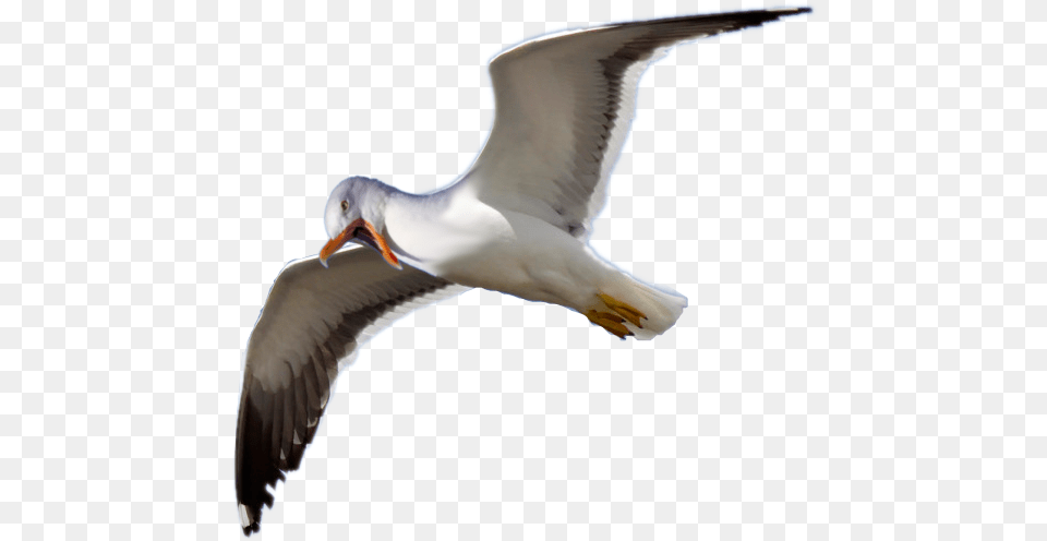Angry Seagull Badphotoshop European Herring Gull, Animal, Bird, Flying, Waterfowl Png