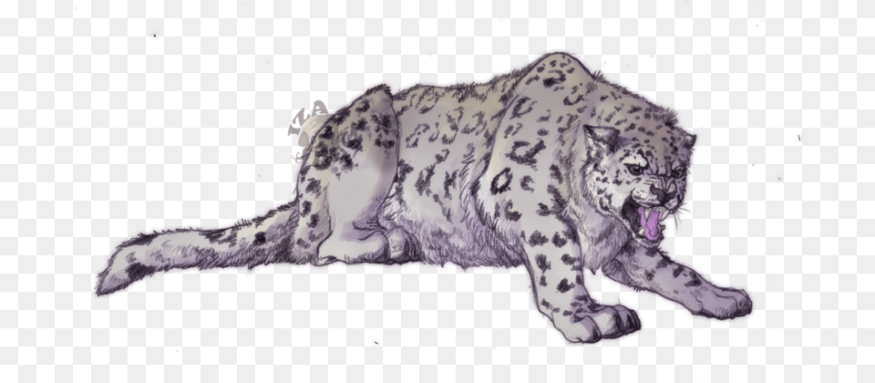 Angry Snow Leopard Snow Leopard Drawing, Animal, Mammal, Panther, Wildlife Free Png