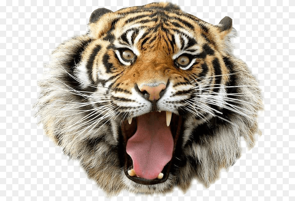 Angry Tiger Image Animal Graphic Image Tiger Image Hd, Mammal, Wildlife Png
