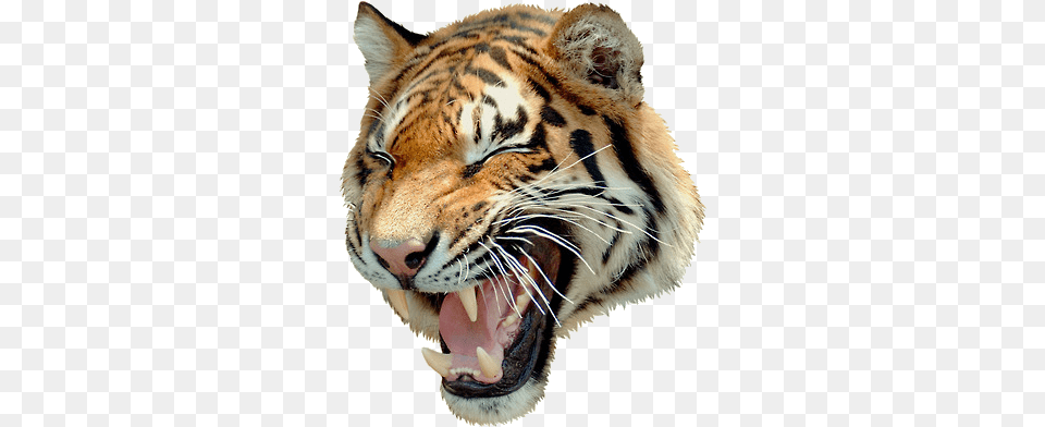 Angry Tiger Uncle Grandpa Tiger Angry, Animal, Mammal, Wildlife Free Png Download