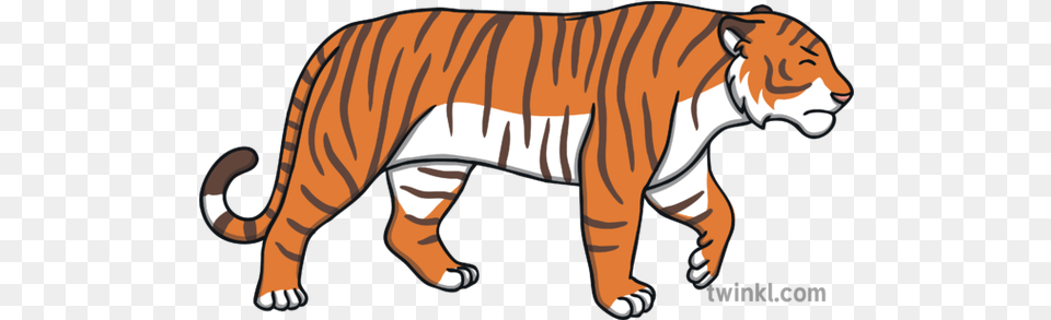 Angry Tiger Walking Illustration Twinkl Tiger Twinkl, Animal, Mammal, Wildlife, Zebra Png