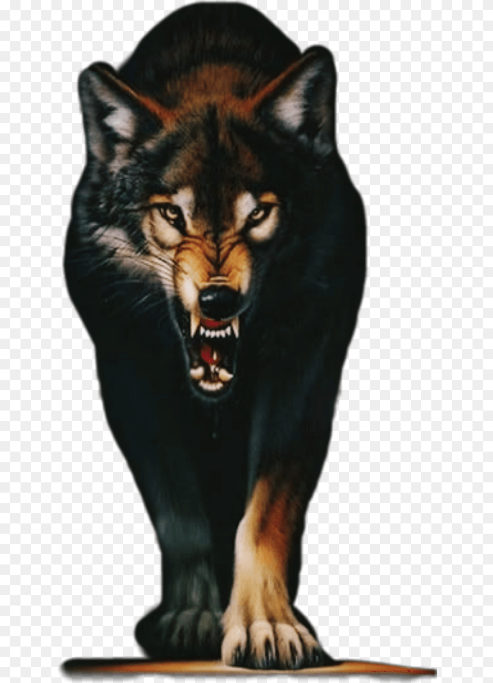 Angry Wolf Animals Mouth Angry Wolf Images Hd, Animal, Mammal, Cat, Pet Free Png Download