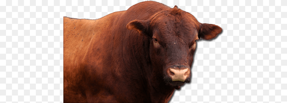 Angus Cattle Transparent Bull, Animal, Cow, Livestock, Mammal Png Image