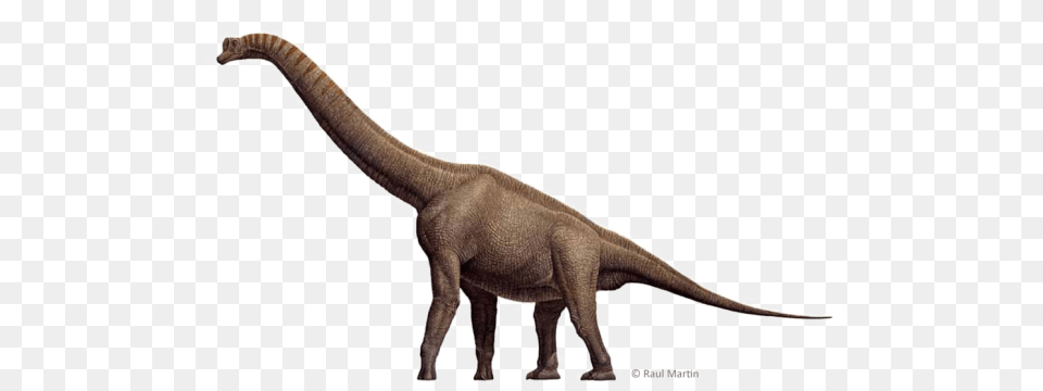 Anim Dinosaur Imag Reptil Spinosaurus, Animal, Reptile, T-rex Png