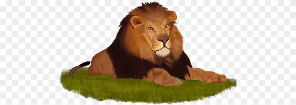 Animais Domsticos Jpeg, Animal, Lion, Mammal, Wildlife Free Png Download