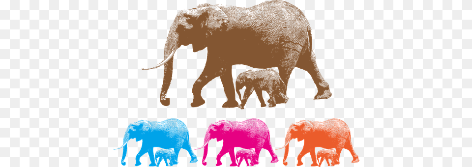 Animal Mammal, Baby, Person, Wildlife Png