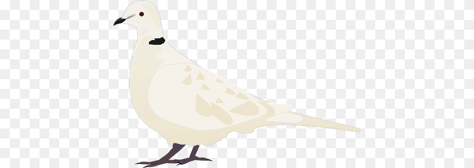 Animal Bird, Dove, Pigeon Free Png Download