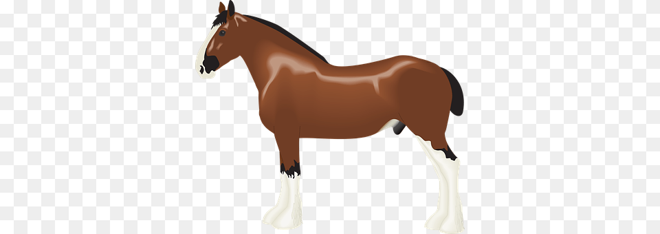 Animal Colt Horse, Horse, Mammal Free Png
