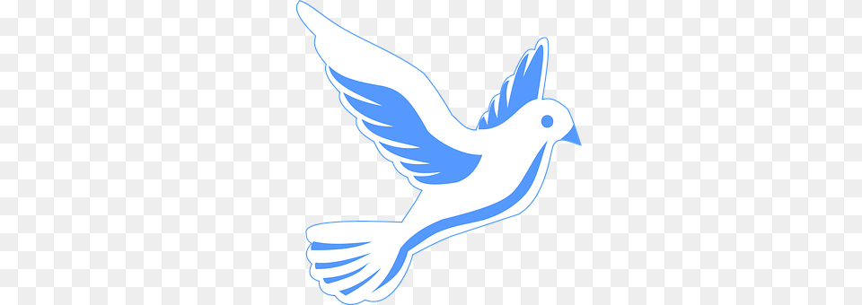 Animal Bird, Pigeon, Dove Free Png Download