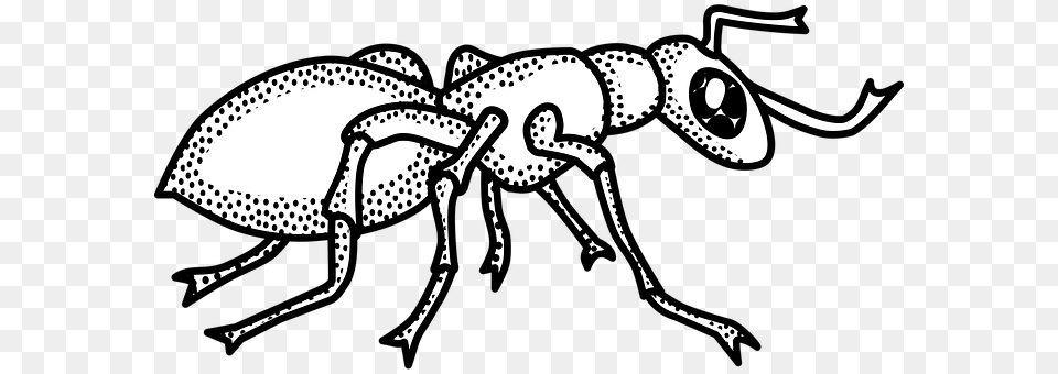 Animal Ant, Insect, Invertebrate, Kangaroo Free Transparent Png