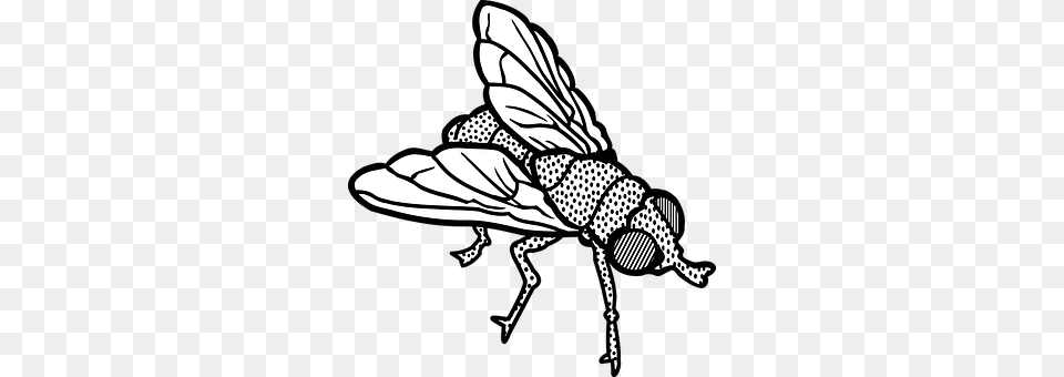 Animal Fly, Insect, Invertebrate, Fish Free Png Download