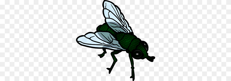 Animal Fly, Insect, Invertebrate, Baby Png Image