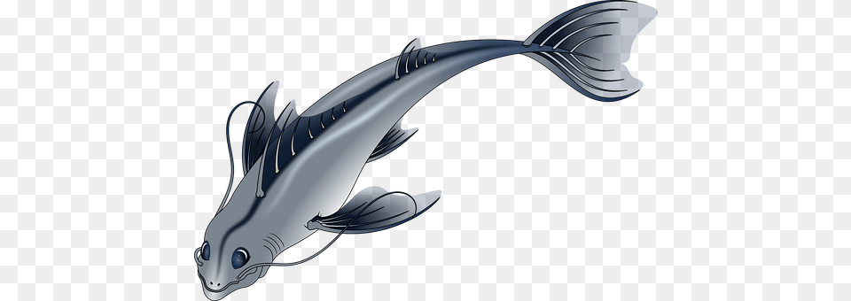 Animal Sea Life, Fish Free Transparent Png