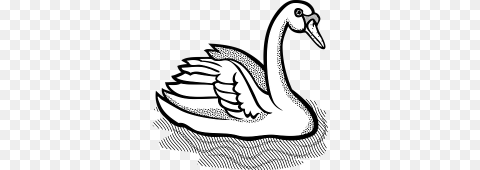 Animal Bird, Swan, Adult, Female Png