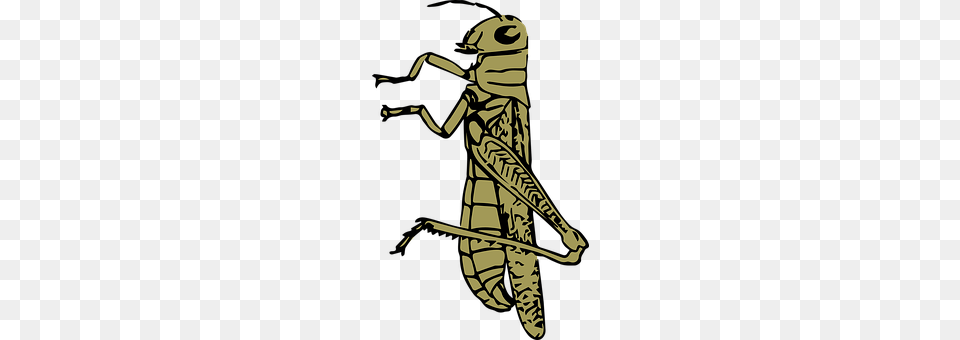 Animal Grasshopper, Insect, Invertebrate Free Transparent Png