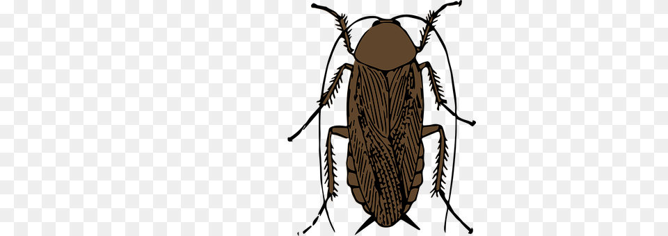 Animal Cockroach, Insect, Invertebrate Png Image