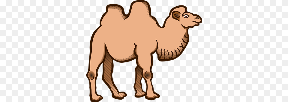 Animal Camel, Mammal, Kangaroo Free Png Download