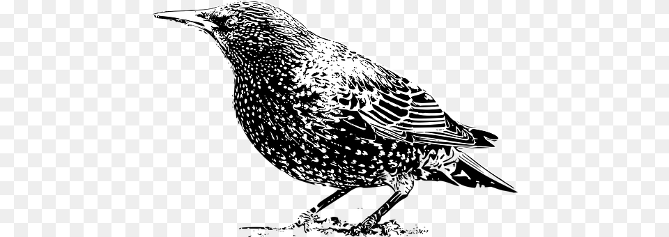 Animal Beak, Bird, Blackbird Png